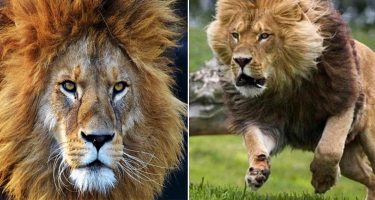 León mata a su cuidador en Nigeria