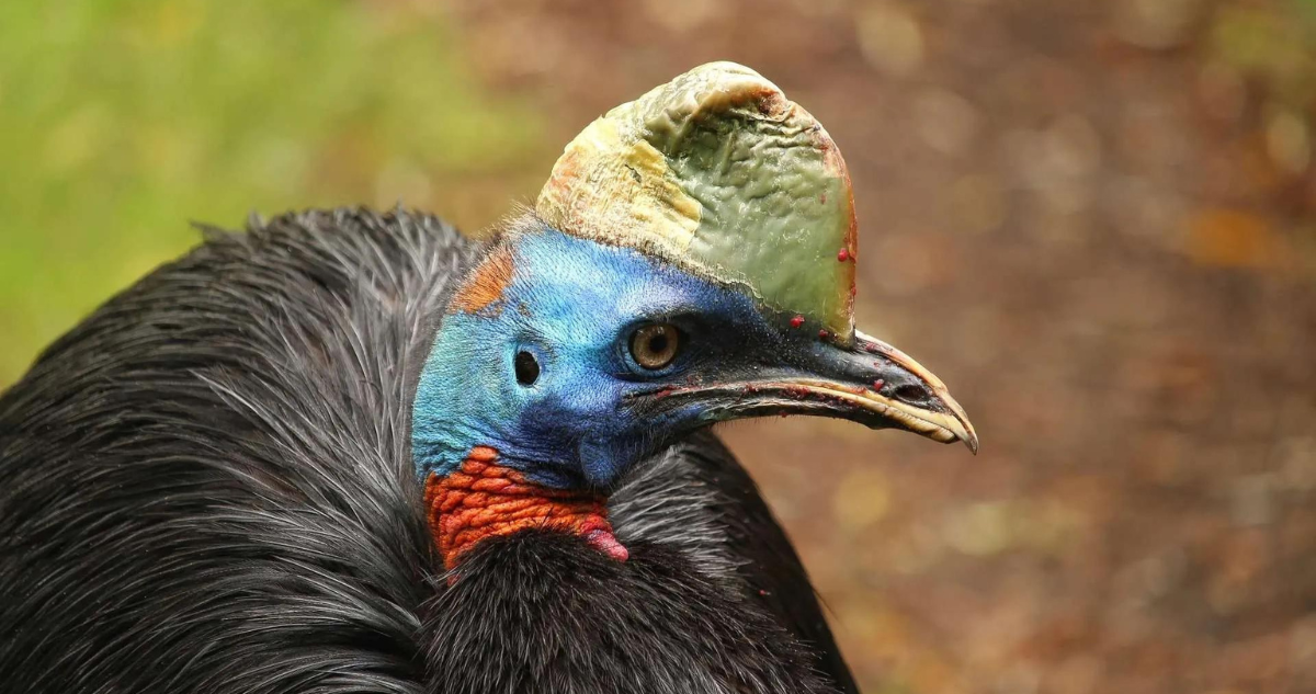 Luego de 25 años nace en cautiverio una de las aves más peligrosas del mundo en Reino Unido.