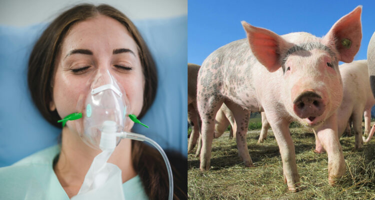 Premios “Antinobel”: científicos chinos descubrieron que los mamíferos pueden “respirar por el ano”