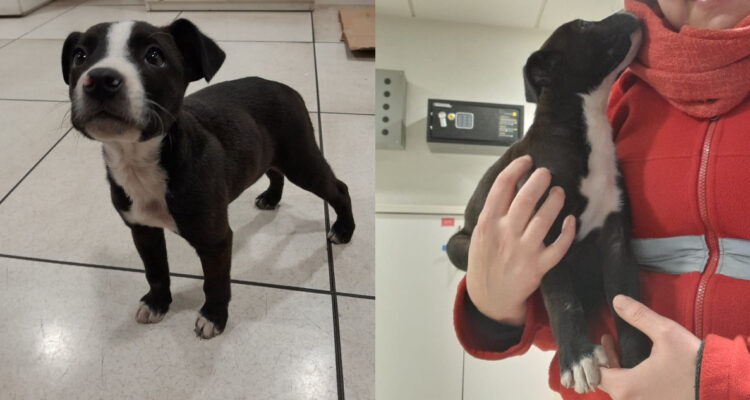 Alerta de ternura: Metro busca hogar para cachorro que llegó a estación en Conchalí