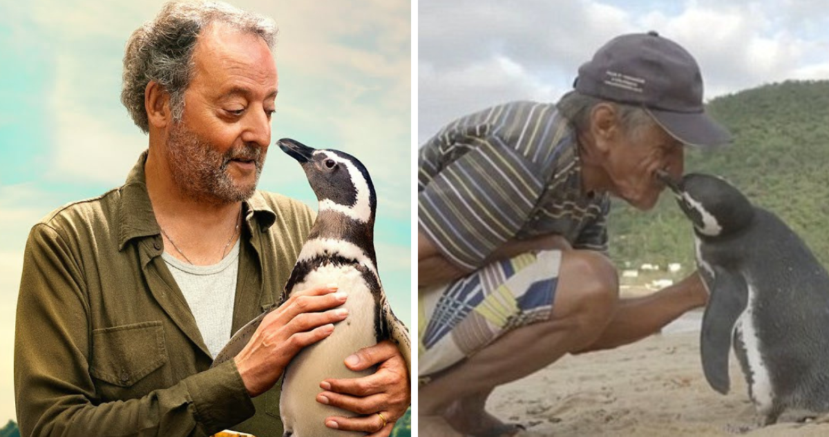 “Mi amigo el pingüino”: Caso real de amistad entre hombre y animal que emocionó al mundo llega al cine