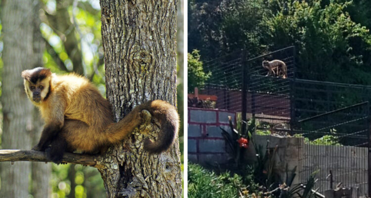 Un Mono Cai se escapó del zoológico de Quilpué y deambula por las calles: llaman a no acercarse