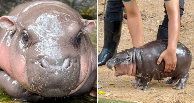 Historia de Moo Deng