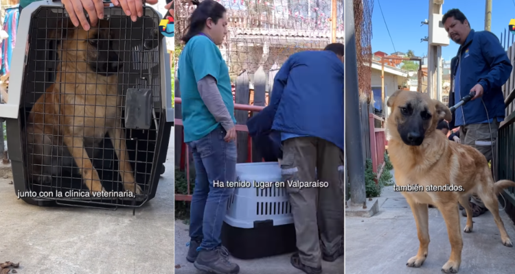 Denuncian a hombre de abusar sexualmente de perros en Valparaíso: municipio presentará querella