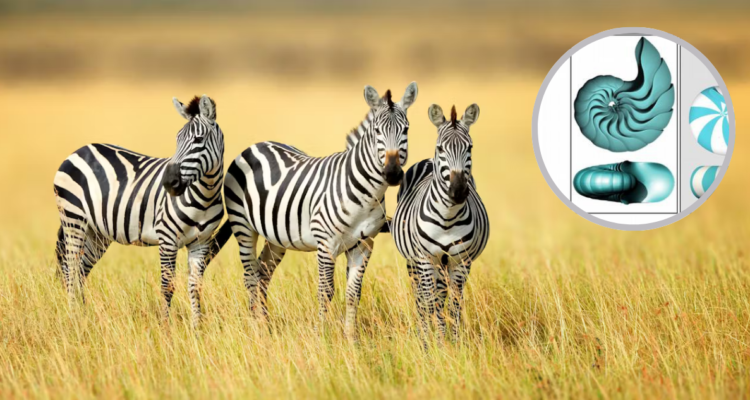 Matemáticos descubren nueva forma universal que revela secretos de la naturaleza para evitar esquinas