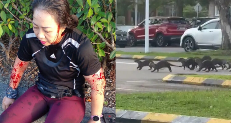 Mujer salió a correr y terminó brutalmente atacada por un grupo de nutrias en Malasia: ¿son agresivas?