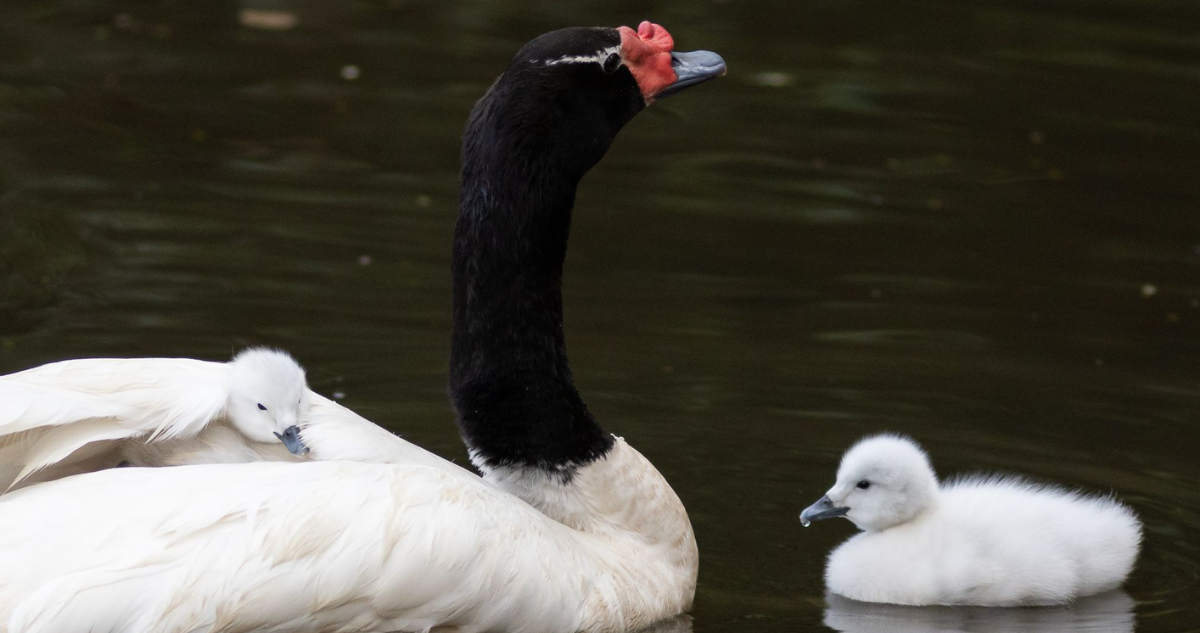 Las tiernas imágenes que deja el nacimiento de dos nuevos cisnes de cuello negro en la UdeC
