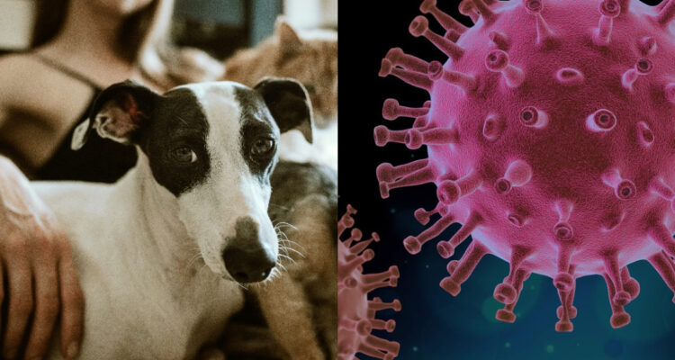 Detectan ómicron en perros