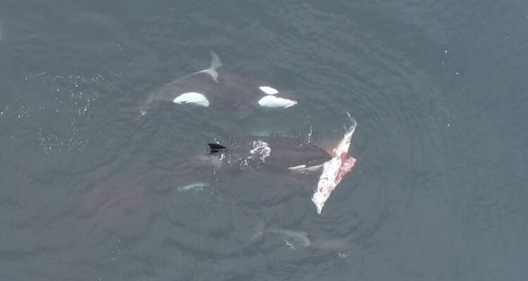 Orcas alimentándose en la corriente de Humboldt, Chile