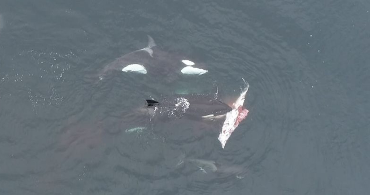 Orcas alimentándose en la corriente de Humboldt, Chile