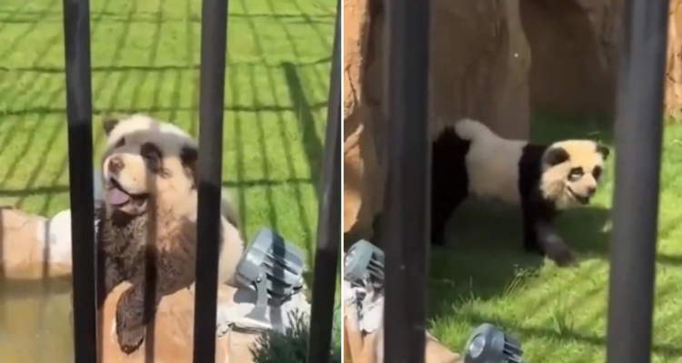 Perros pintados como osos panda en China