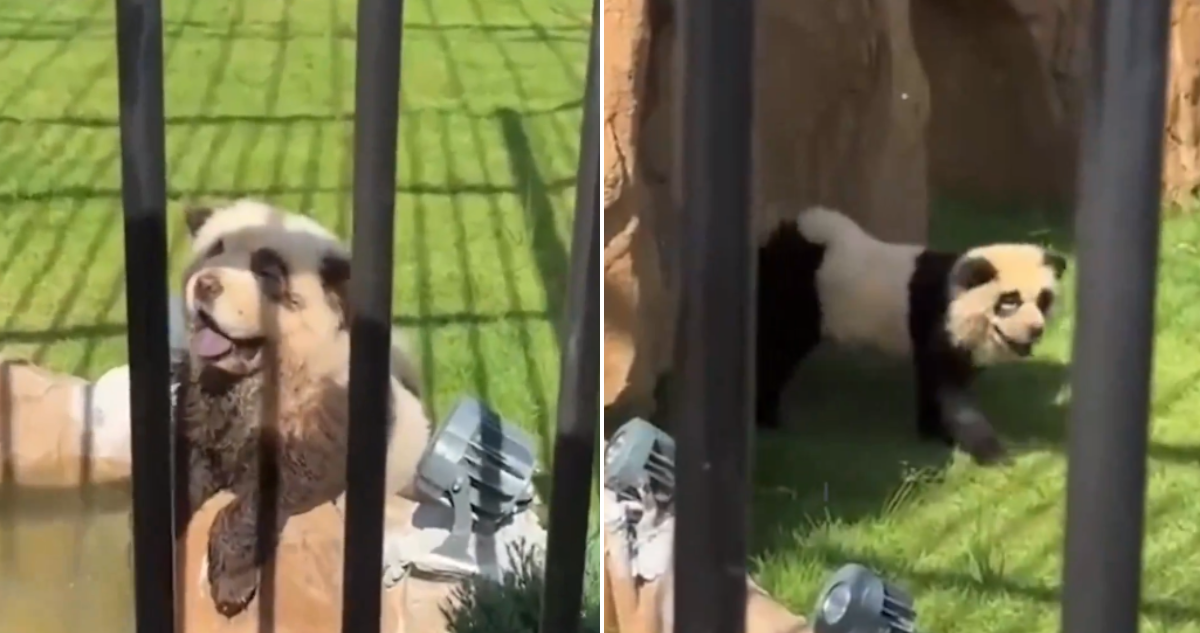 Perros pintados como osos panda en China