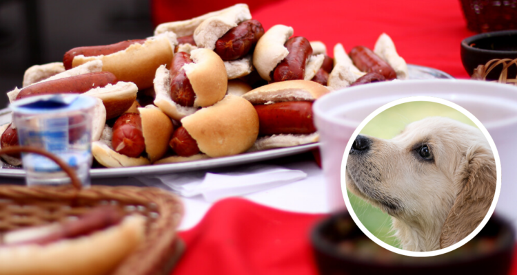 El 18 puede ser mortal para tu perro si no lo cuidas: alimentos que por ningún motivo debería comer