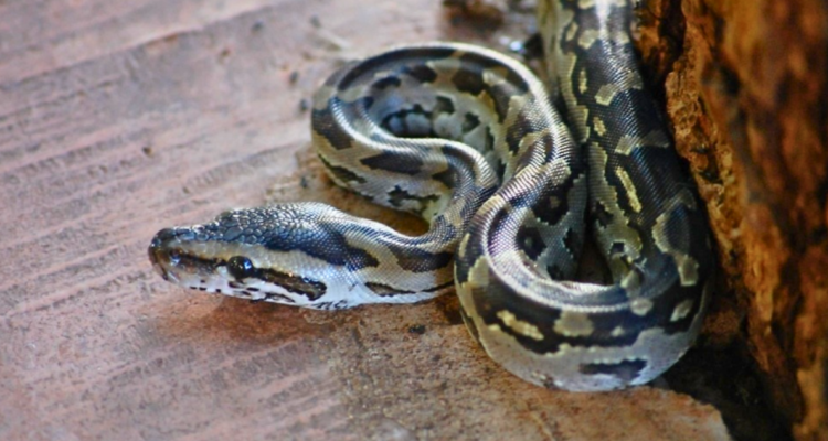 ¿Es legal tener serpientes de mascota en Chile? Cuánto cuestan y qué tan peligrosas son