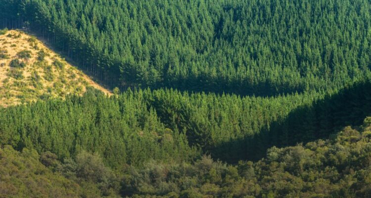 SECTOR FORESTAL PIDE CONOCER INSTRUMENTOS FINANCIEROS PARA IMPULSAR AUMENTO DE PLANTACIONES