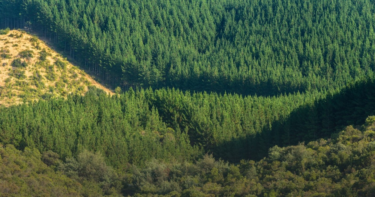 SECTOR FORESTAL PIDE CONOCER INSTRUMENTOS FINANCIEROS PARA IMPULSAR AUMENTO DE PLANTACIONES