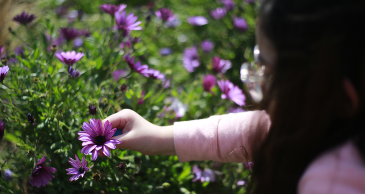 Cuándo comienza la primavera 2024 en Chile: revisa el día y hora exacta del inicio de la estación
