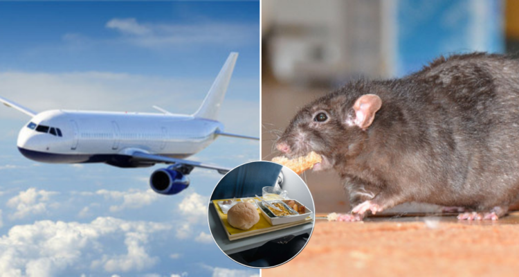 Rata en comida de un avión