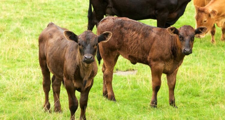 Robo de terneros en Osorno