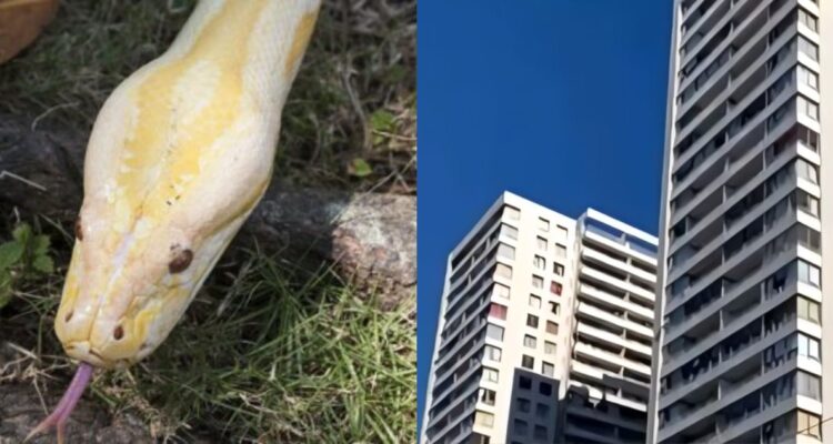 Continua búsqueda de pitón que se fugó de departamento en Valparaíso: estaría extraviada hace 5 días