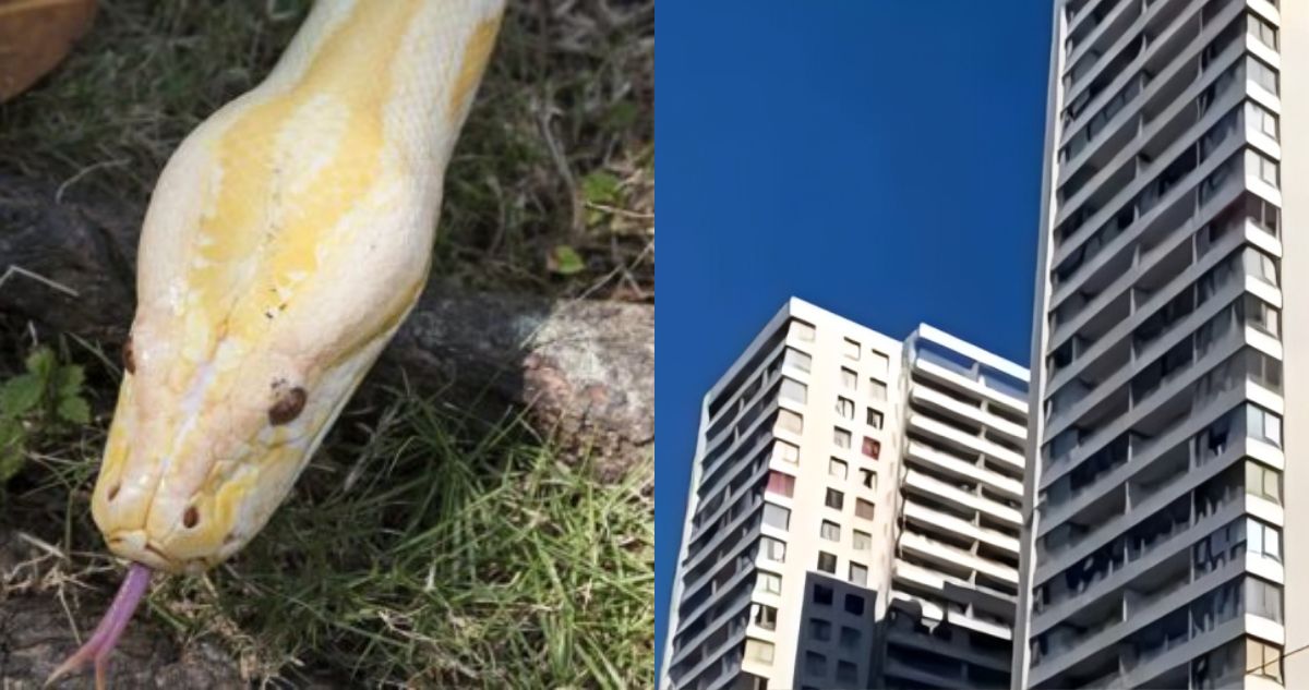 Continua búsqueda de pitón que se fugó de departamento en Valparaíso: estaría extraviada hace 5 días