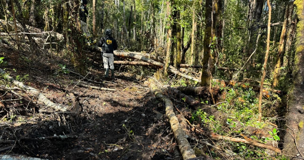 sustracción de bosque nativo en Puerto Montt