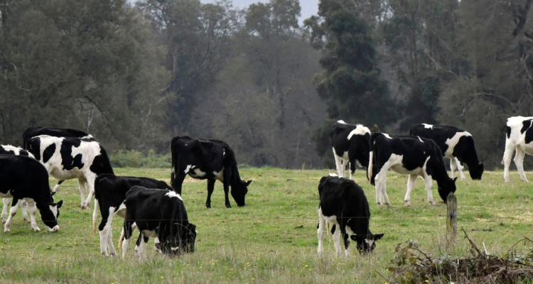 Abigeato en los lagos