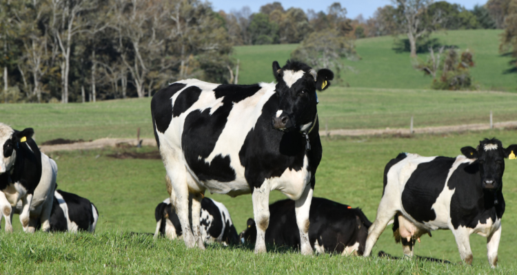 Fiscalización y control por abigeato
