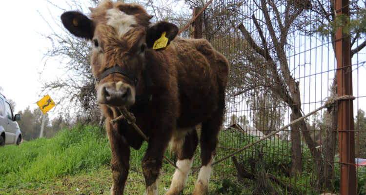 Matadero clandestino