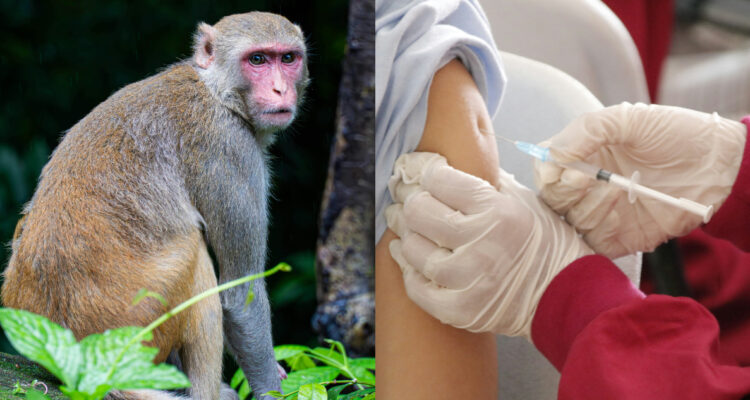 Moderna prueba nueva vacuna para la viruela del mono: redujo los síntomas y las lesiones en primates