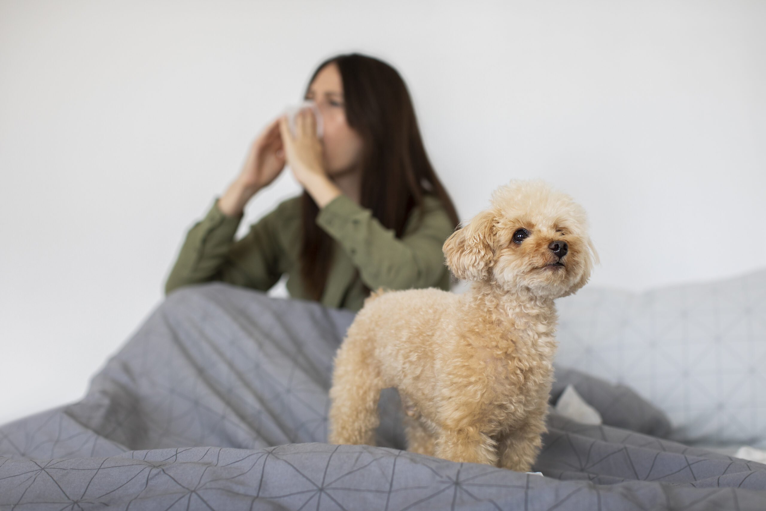 ¿Cómo saber si un perro se contagió de Omicron y qué tan probable es que contagie a una persona?