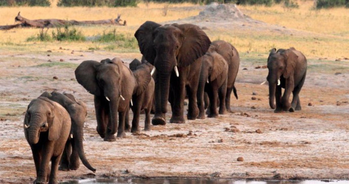 Zimbabue sacrifiará elefantes