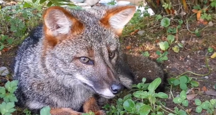 Imagen de zorro chilote