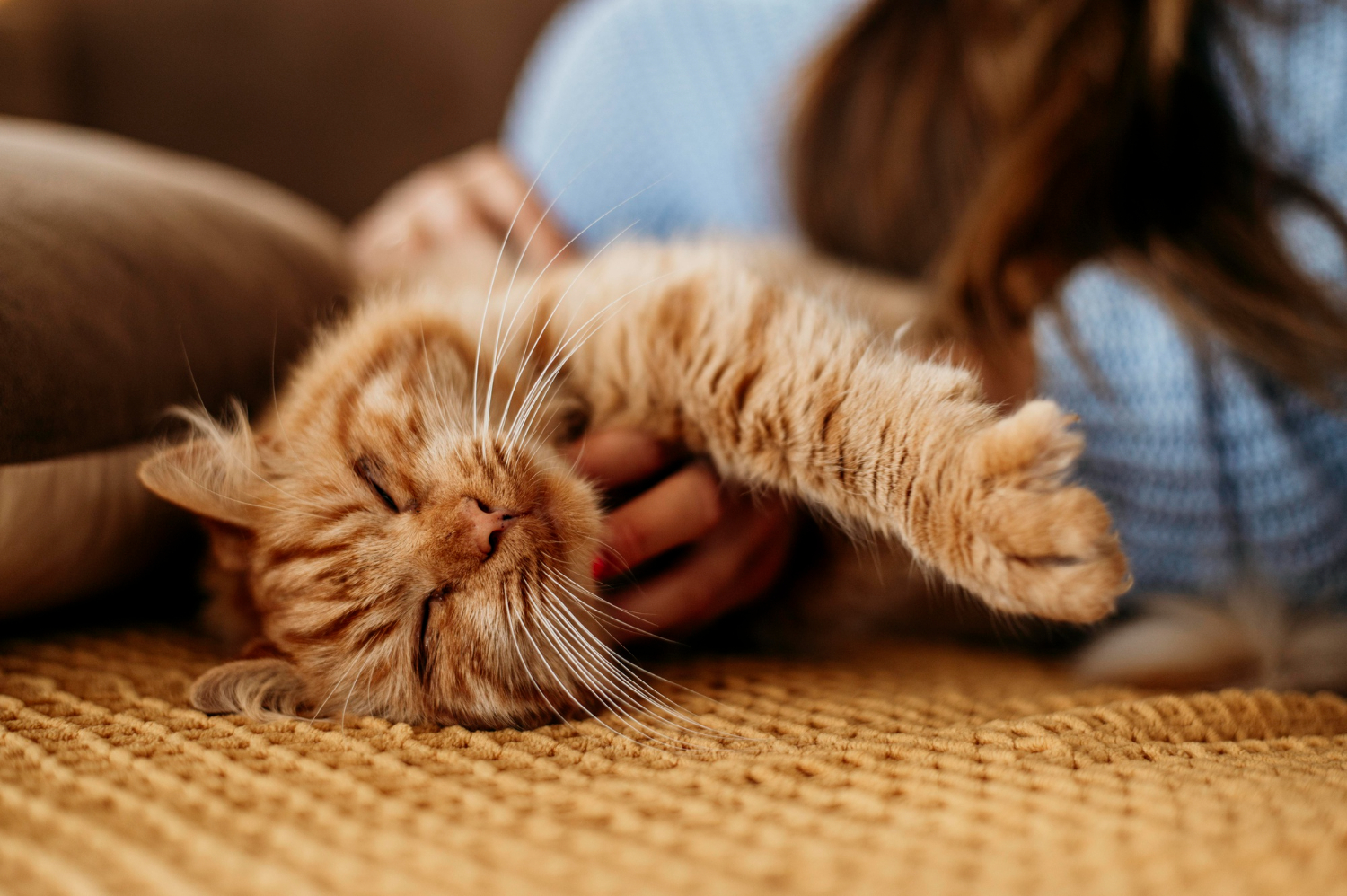 beneficios de tener un gato