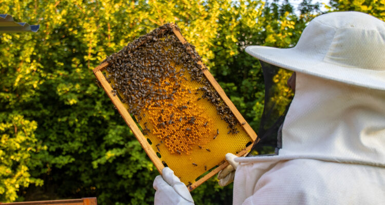 La abeja con mayor distribución en el mundo está desapareciendo de Latinoamérica a un ritmo alarmante