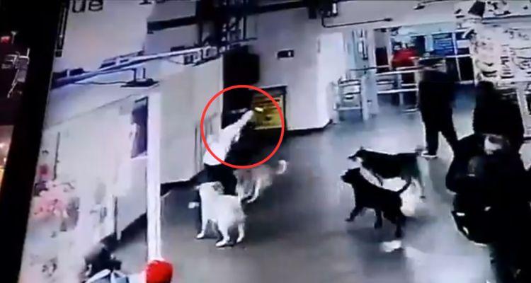 Indignante: perro es atacado a cuchillazos por sujeto en Terminal de Antofagasta