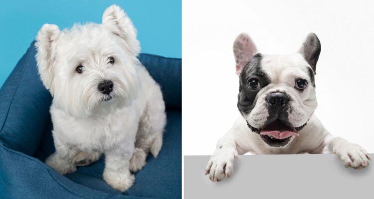 Cuáles son las razas de perros con más dermatítis atópica y cómo cuidar a tus mascotas como gatos de las alergias de primavera.