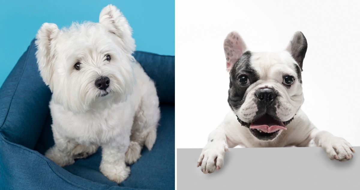 Cuáles son las razas de perros con más dermatítis atópica y cómo cuidar a tus mascotas como gatos de las alergias de primavera.