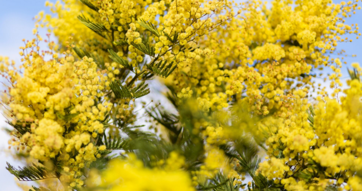 El aromo: una especie exótica e invasora que amenaza la flora nativa y afecta los ecosistemas, especialmente en la zona centro-sur de Chile. 