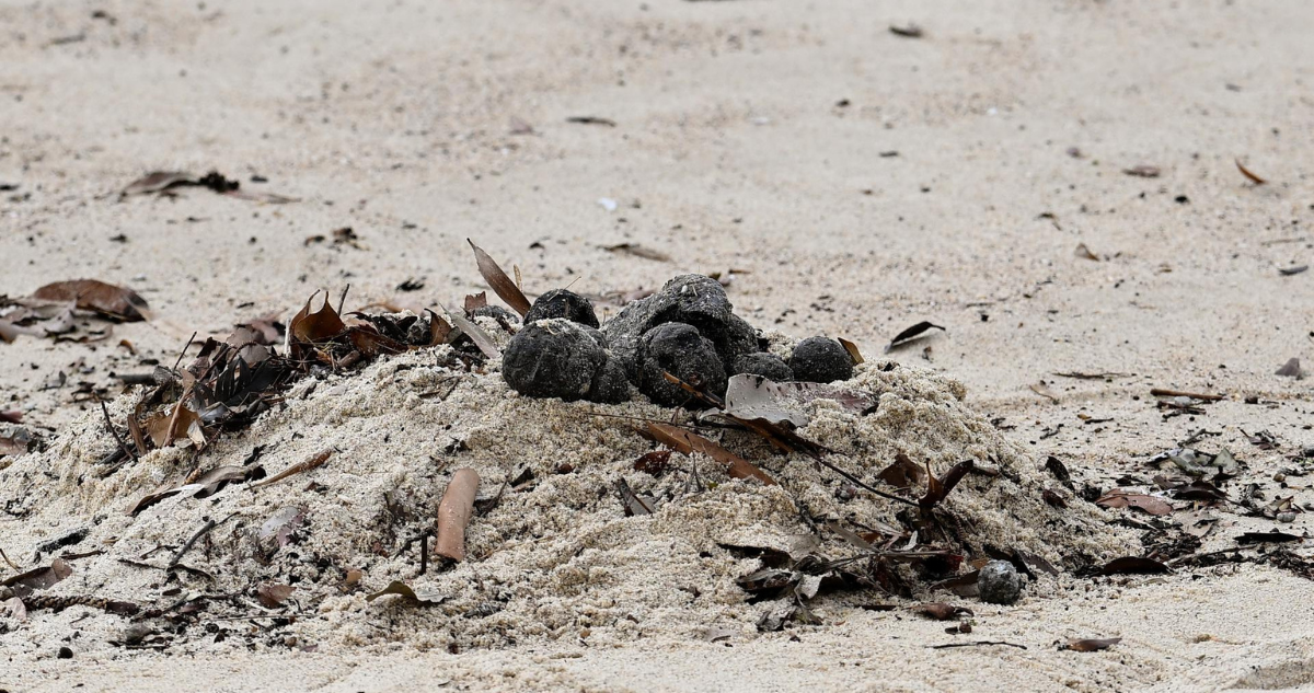 Cierrn dos icónicas playas de Sídney por la aparición de miles de bolas negras de alquitrán