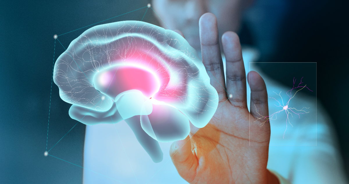 Humanos, una especie vulnerable: cómo nuestro cerebro se está encogiendo y qué le pasará en el futuro