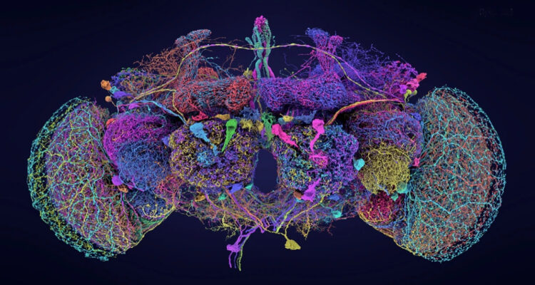 Mapeo del cerebro de una mosca