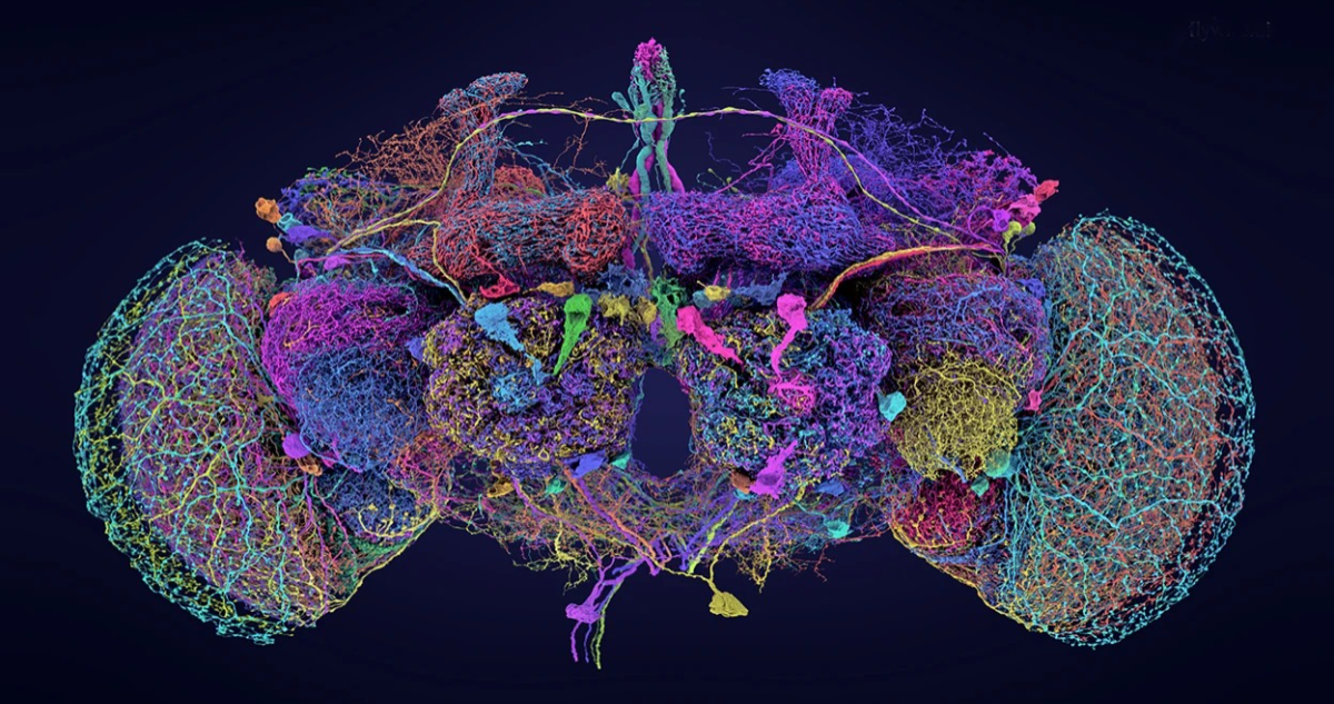 Mapeo del cerebro de una mosca