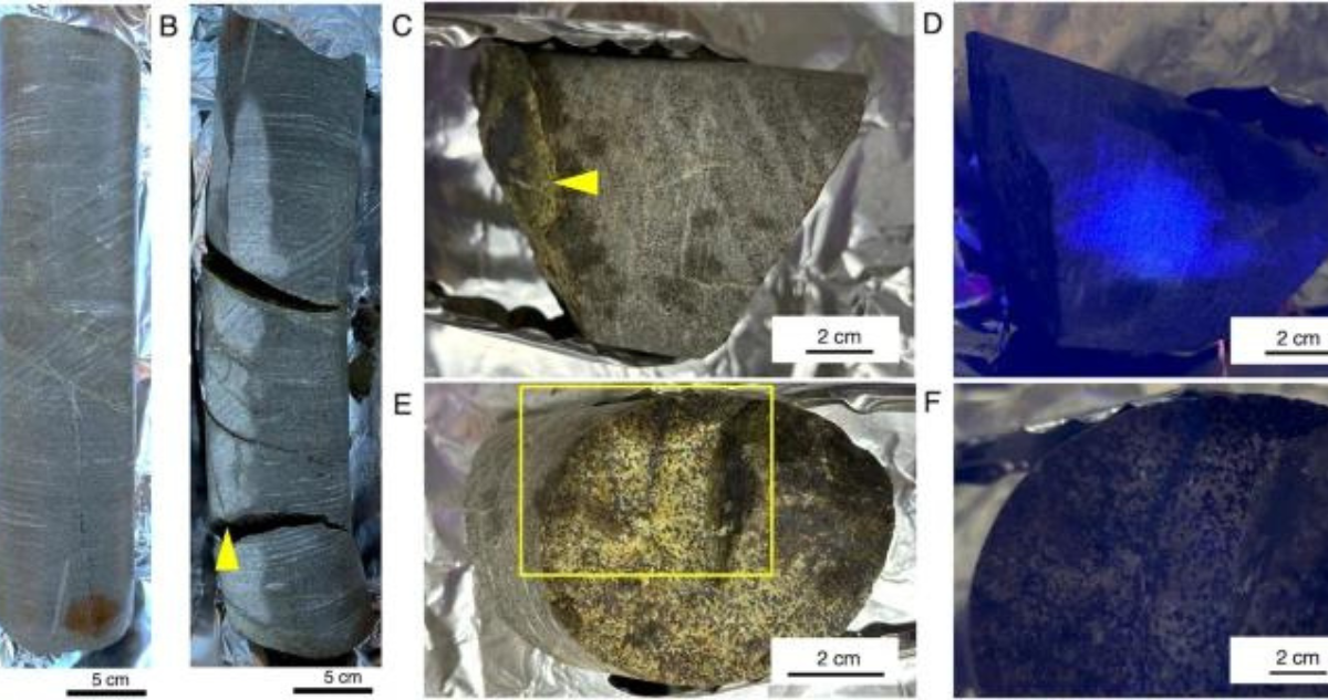 Científicos encuentran microbios vivos en una roca de 2.000 millones de años en Sudáfrica.