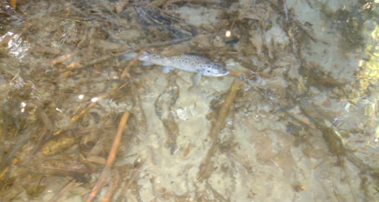 Contaminación estero Loncoche