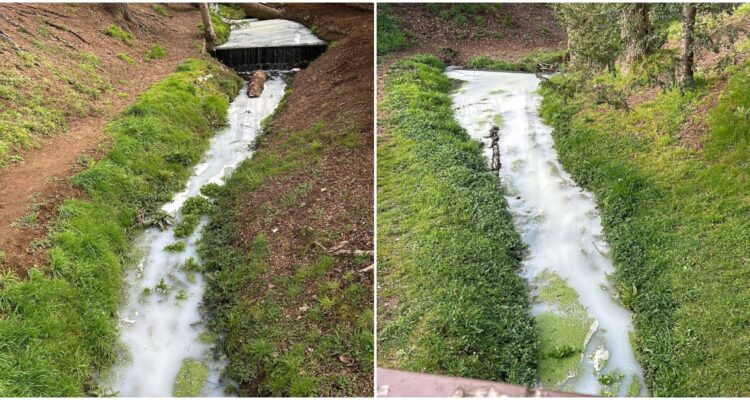 Contaminación con sustancia lechosa en parque municipal de Osorno