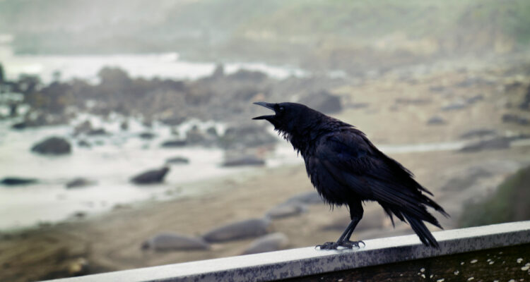 Cuervos que atacan a la gente