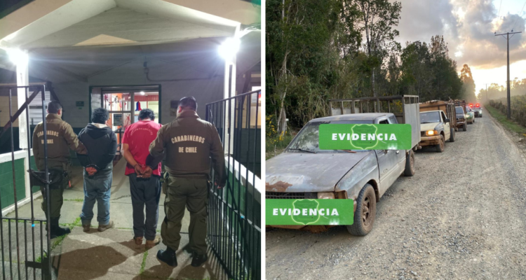 Detenidos por robo de eucaliptos en Paillaco