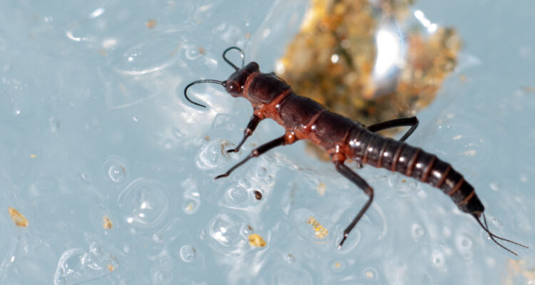 Foto de un Dragón de la Patagonia