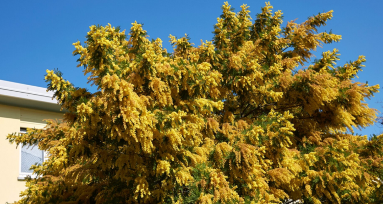 El aromo: una especie exótica e invasora que amenaza la flora nativa y afecta los ecosistemas, especialmente en la zona centro-sur de Chile.